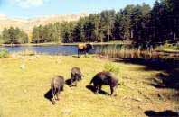 les trois cochons corses - lac Creno
